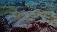 Palythoa caribaeorum