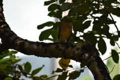 Turdus grayi