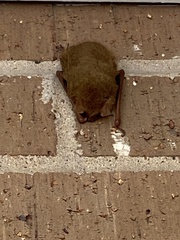 Perimyotis subflavus