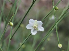 Hibbertia cravenii