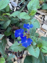 Ceratostigma