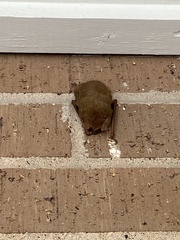 Perimyotis subflavus