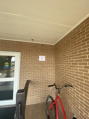 Perimyotis subflavus