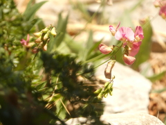 Lathyrus sylvestris