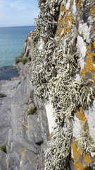 Ramalina siliquosa