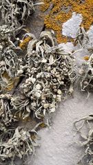 Ramalina siliquosa