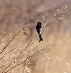 Dicrurus adsimilis apivorus