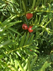 Taxus