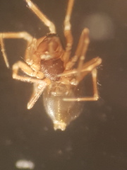 Erigonella hiemalis