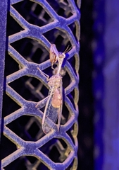 Dicromantispa interrupta