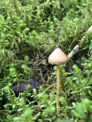 Entoloma quadratum