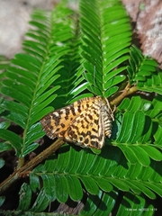 Symmachia pardalis