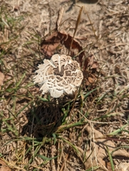 Chlorophyllum brunneum