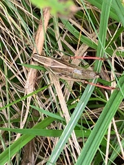 Melanoplus bivittatus