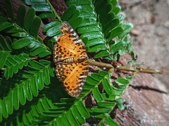 Symmachia pardalis