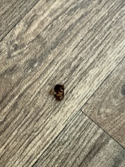 Periplaneta americana