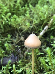 Entoloma quadratum