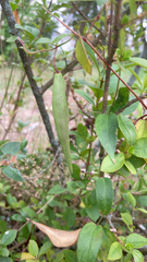 Vincetoxicum nigrum