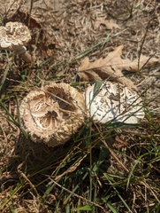 Chlorophyllum brunneum