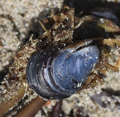 Mytilus trossulus