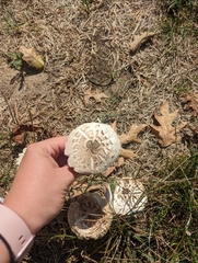 Chlorophyllum brunneum