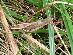 Melanoplus bivittatus