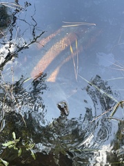 Apalone ferox