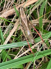 Melanoplus bivittatus