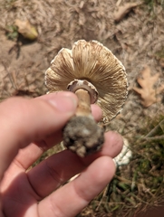 Chlorophyllum brunneum