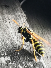 Polistes dominula