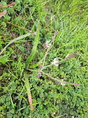 Trachyandra muricata