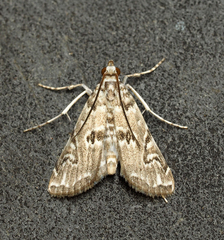 Elophila gyralis