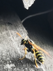 Polistes dominula