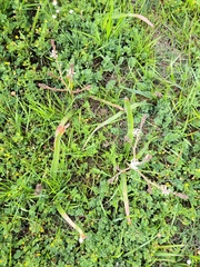 Trachyandra muricata