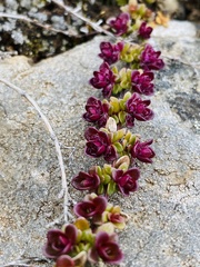 Thymus praecox britannicus