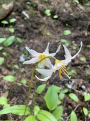 Erythronium montanum