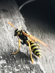 Polistes dominula