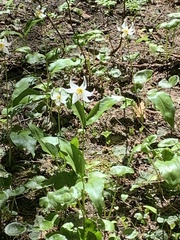 Erythronium montanum