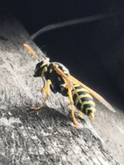 Polistes dominula