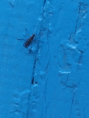 Sylvicola