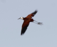 Actophilornis africanus