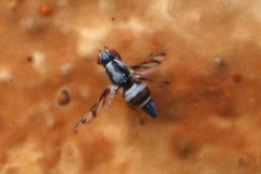 Myennidini