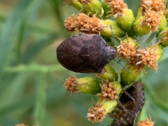 Homaemus aeneifrons