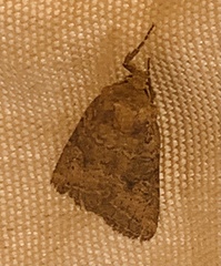 Protorthodes melanopis