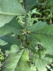 Triosteum aurantiacum