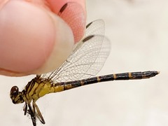 Stylogomphus sigmastylus