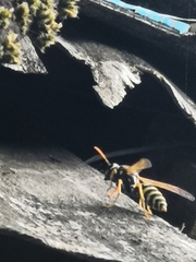 Polistes dominula
