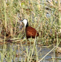 Actophilornis africanus