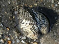 Noetia ponderosa