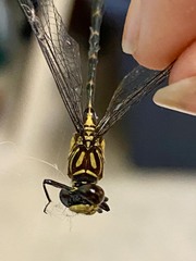 Stylogomphus sigmastylus
